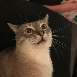 Meet your Posher, Annabelle